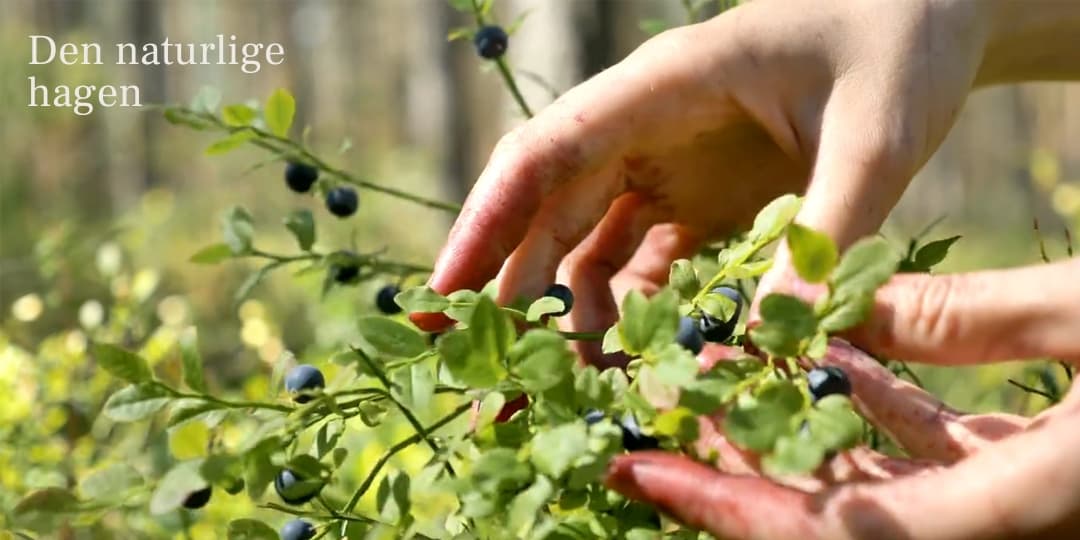 Når vi bygger Vestskogen vil vi bevare mest mulig urørt natur mellom boligene. Her blir det naturtomter med naturlig vegetasjon og variasjoner som sikrer gode utearealer for både lek og rekreasjon. Her kan du nyte blåbær rett fra blåbærtuer i skogen. Kanskje du også selv har dyrket rett utenfor verandadøren?